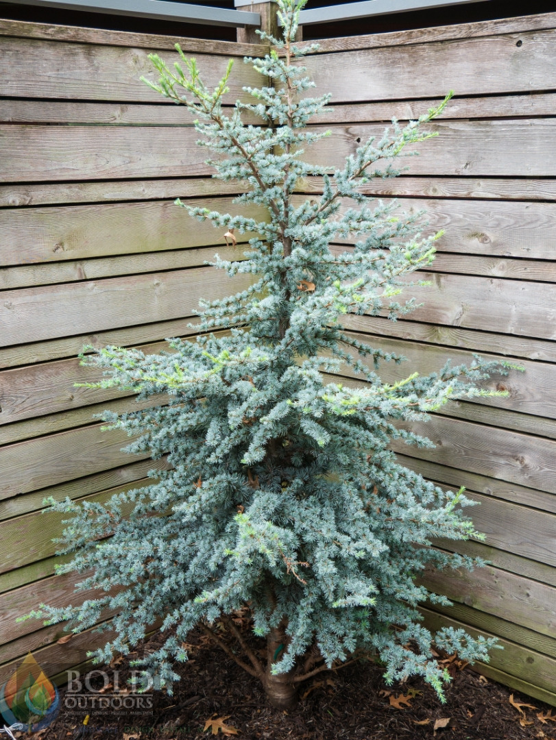 Horstmann Blue Atlas Cedar