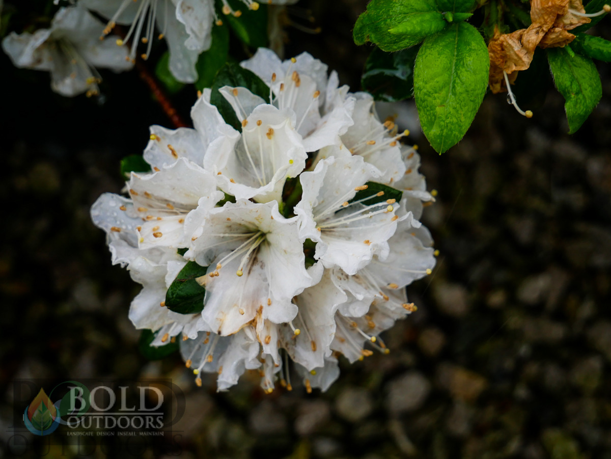 Girard Pleasant White Azalea