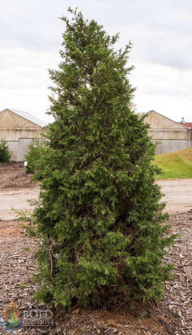 Keteleeri Juniper