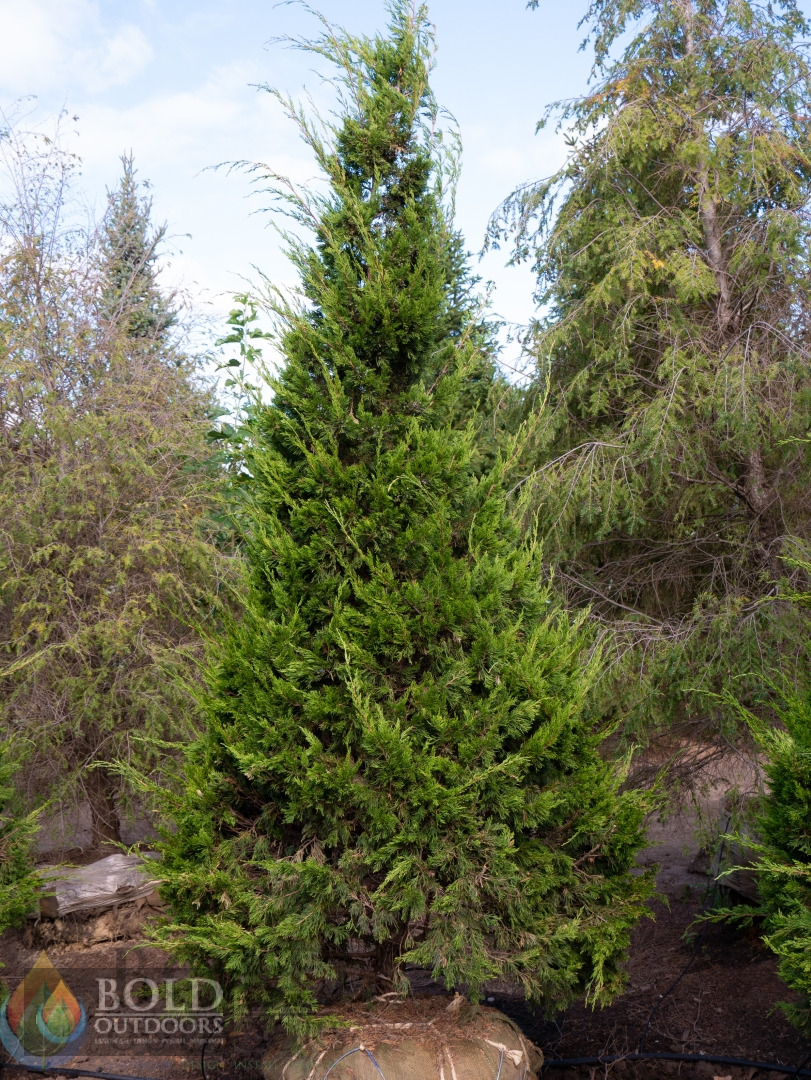 Canaertii Juniper