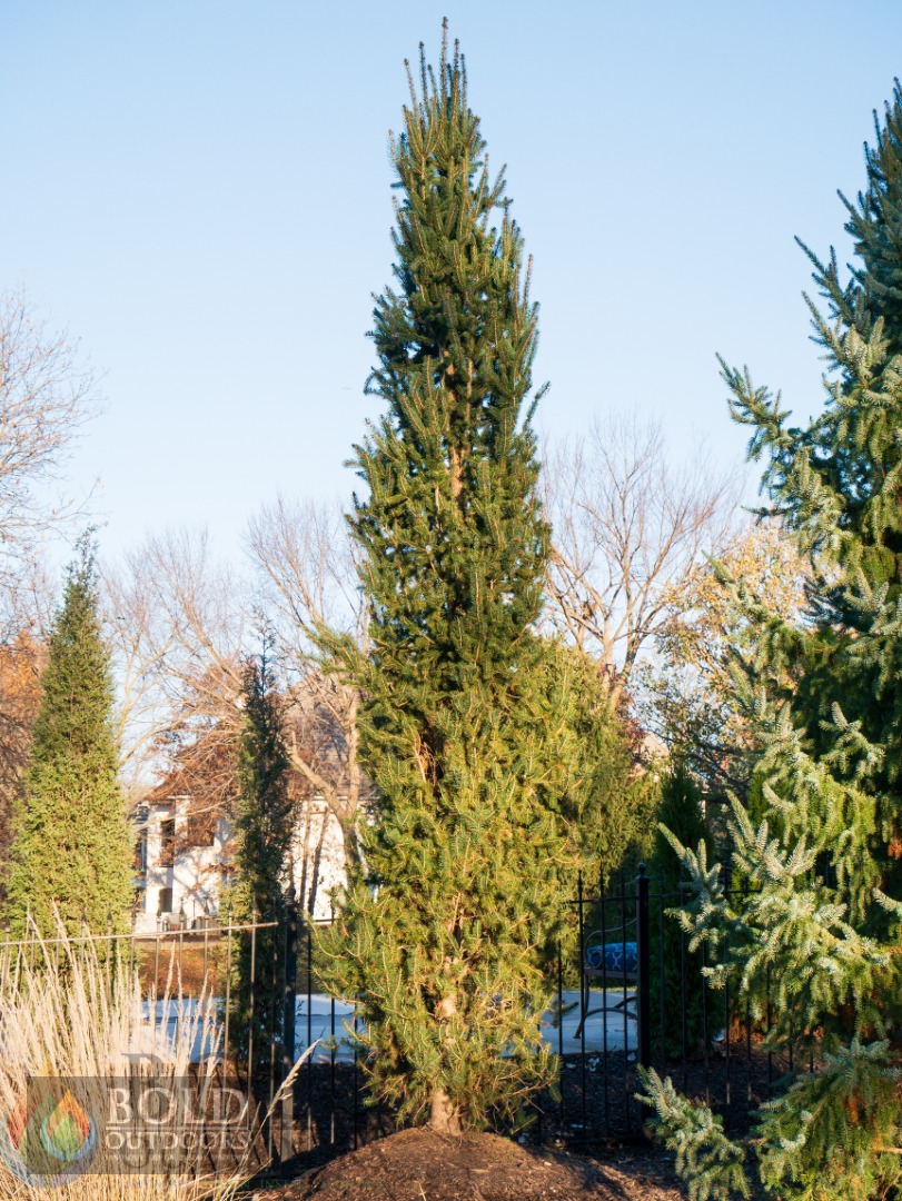 Cupressina Columnar Norway Spruce