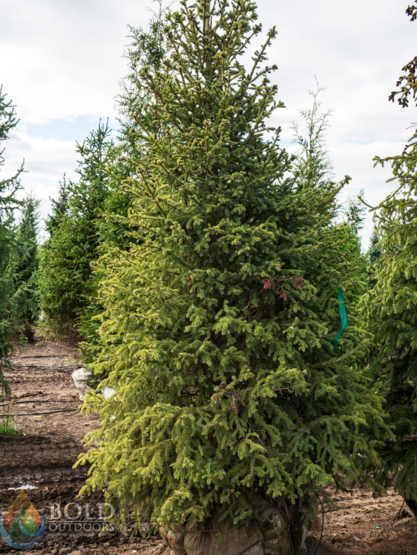 Black Hills Spruce