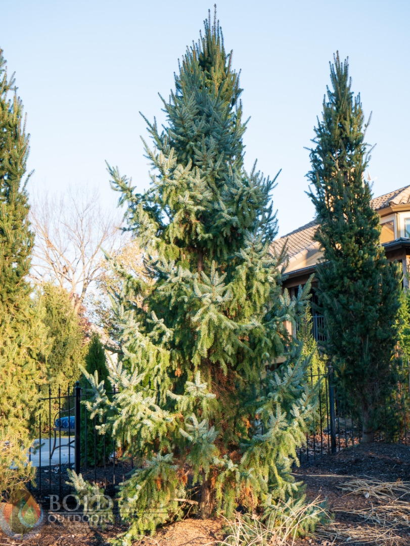 Bruns Columnar Serbian Spruce