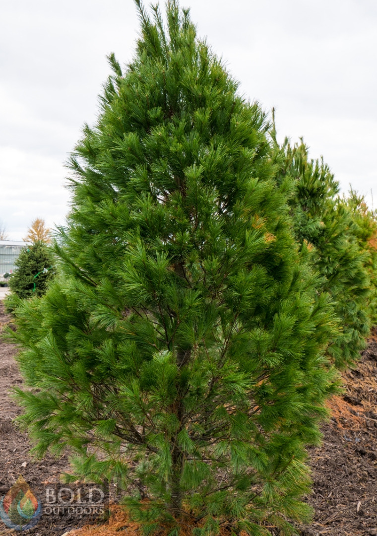 Eastern White Pine
