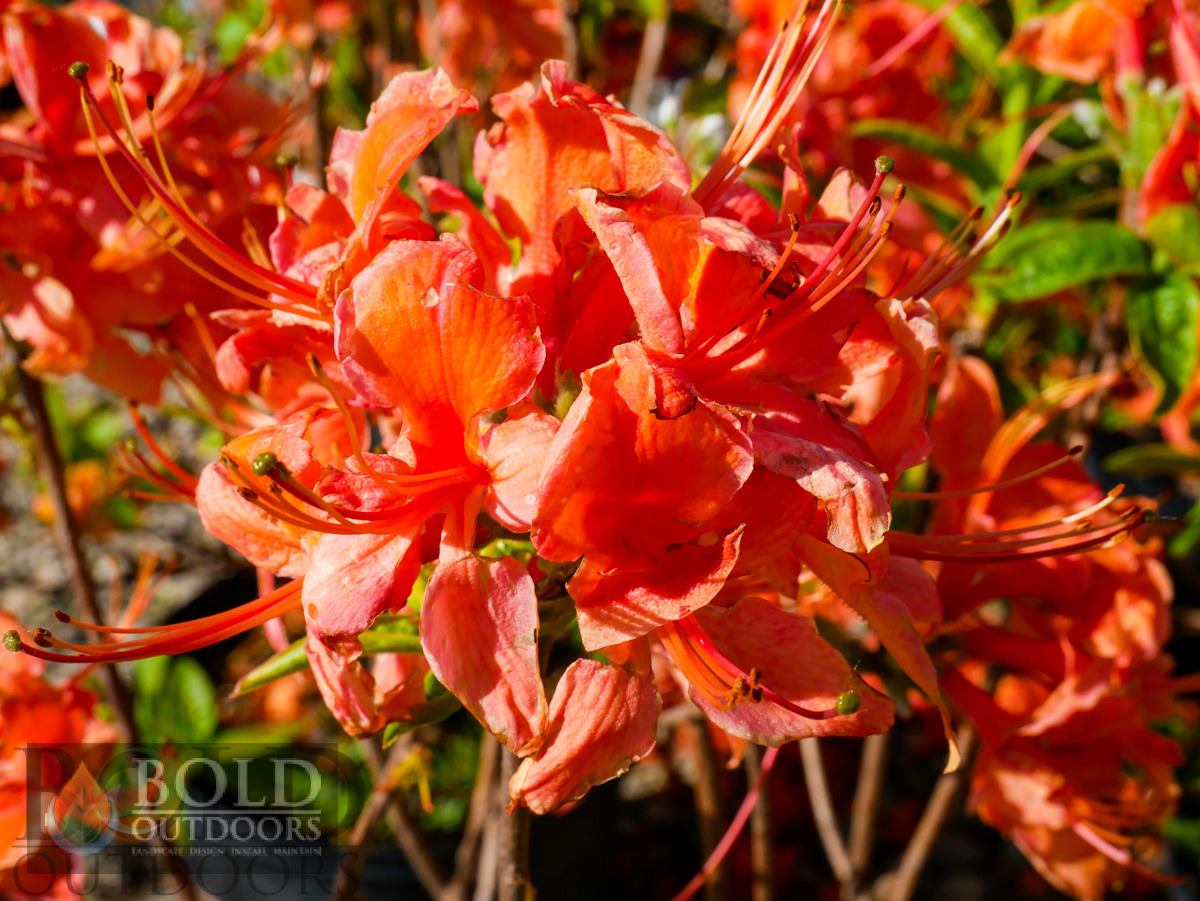 Mandarin Lights Deciduous Azalea