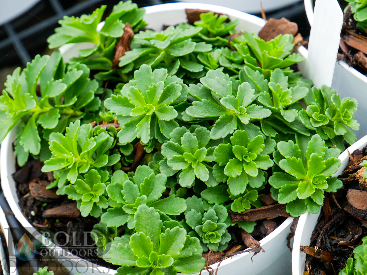 Little Miss Sunshine Sedum