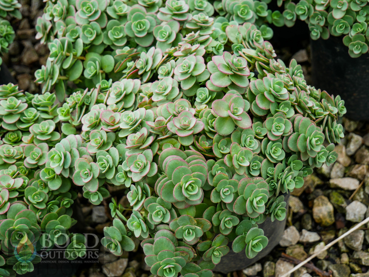 SUNSPARKLER® Lime Zinger Sedum