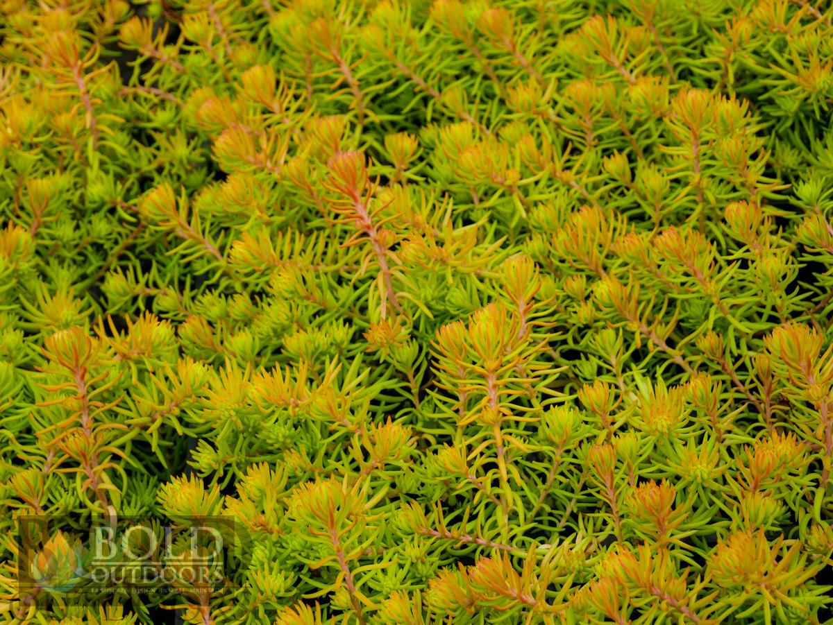 Angelina Sedum
