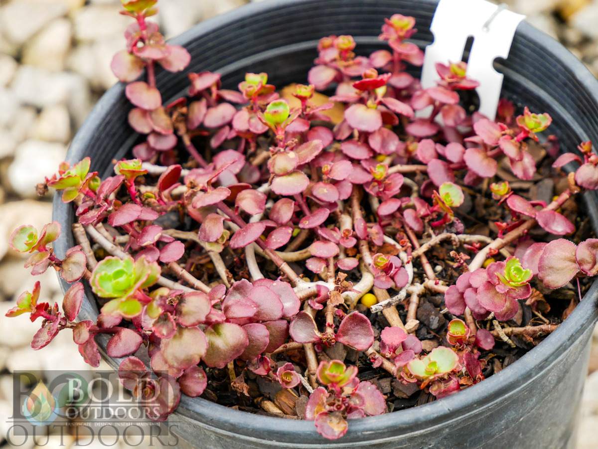 Dragon's Blood Sedum