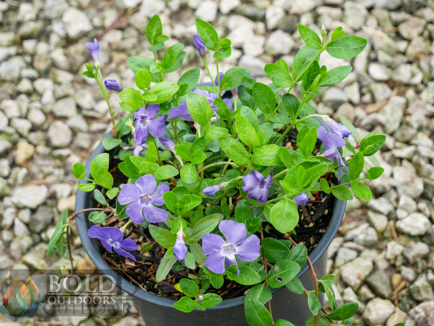 Bowles Periwinkle