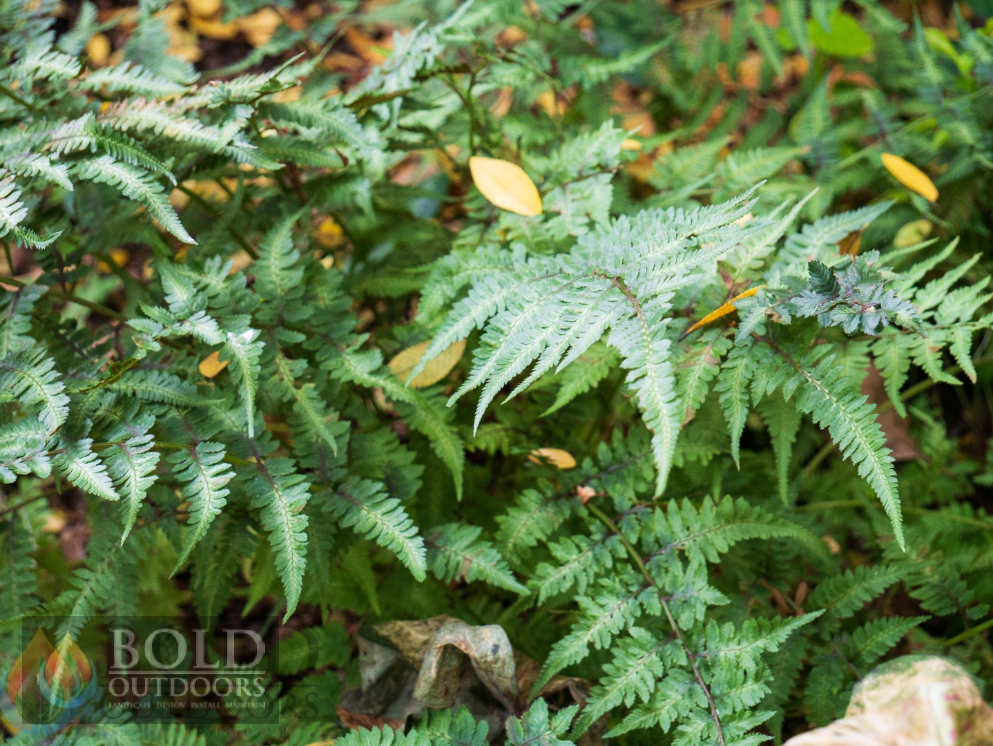 Japanese Painted Fern