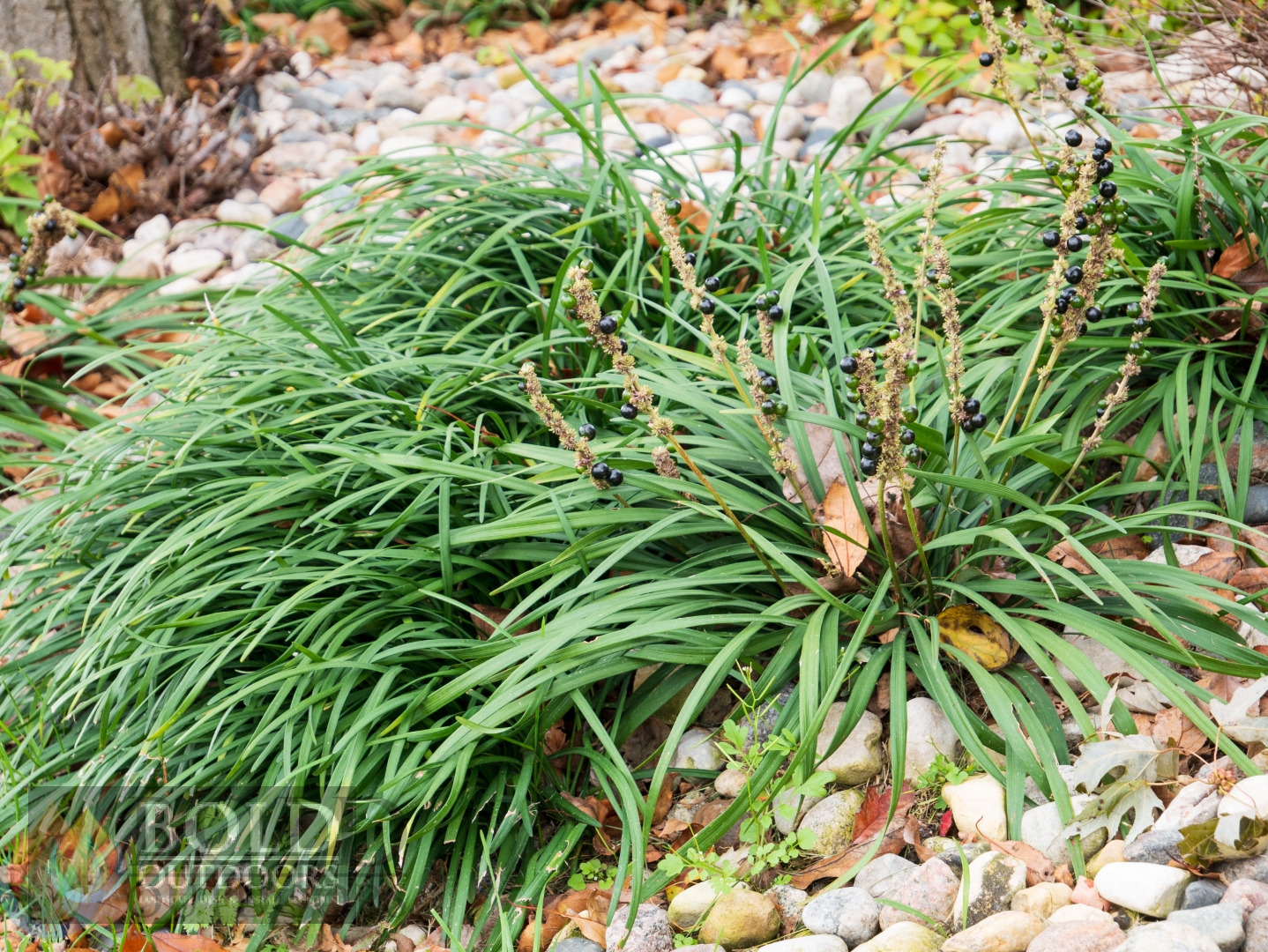 Big Blue Liriope