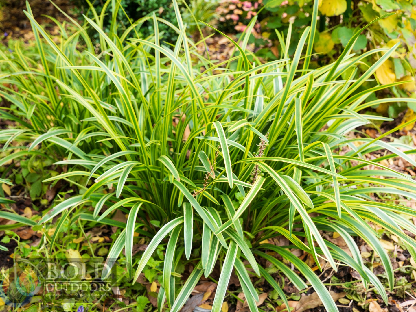 Variegated Liriope