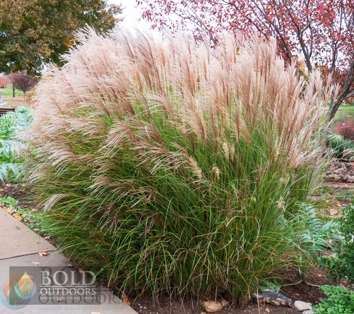 Gracillimus Maiden Grass