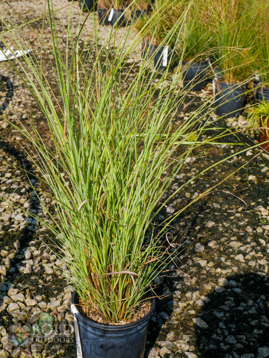 Morning Light Maiden Grass