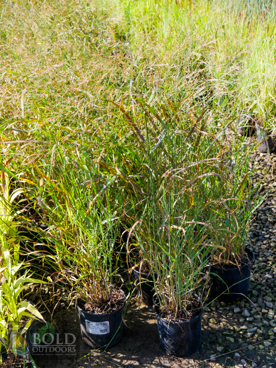 Heavy Metal Switch Grass