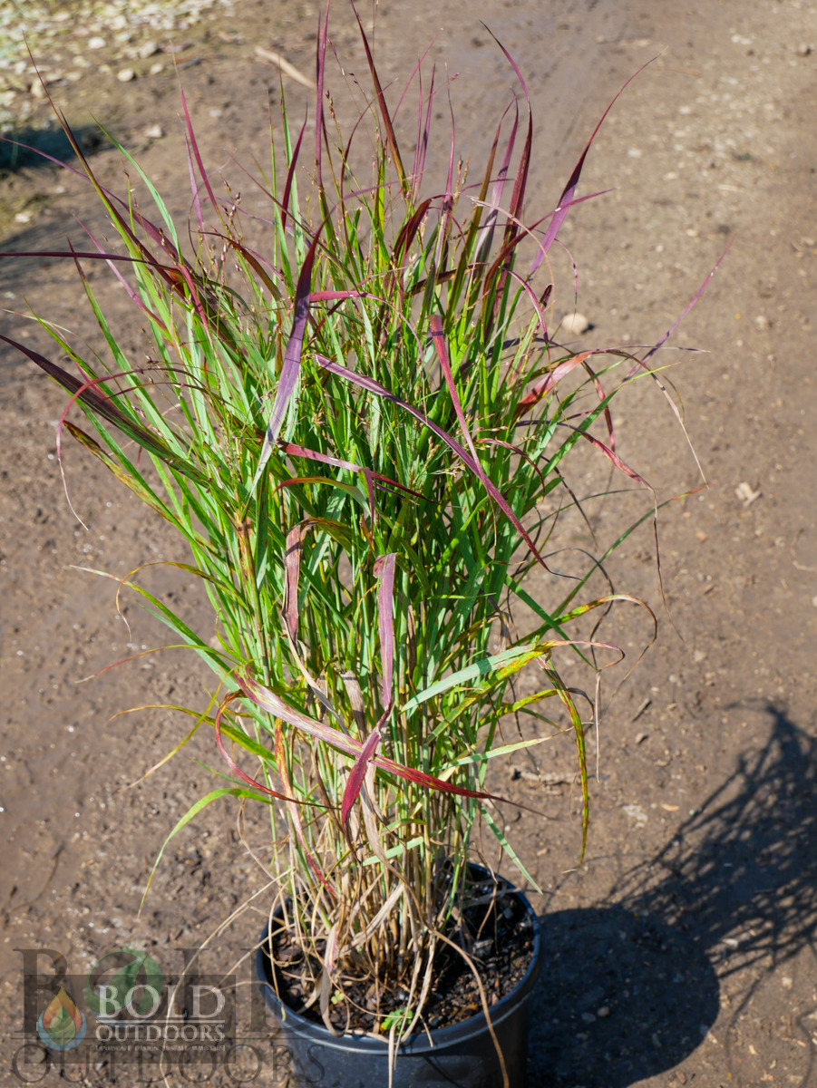 Shenandoah Red Switch Grass