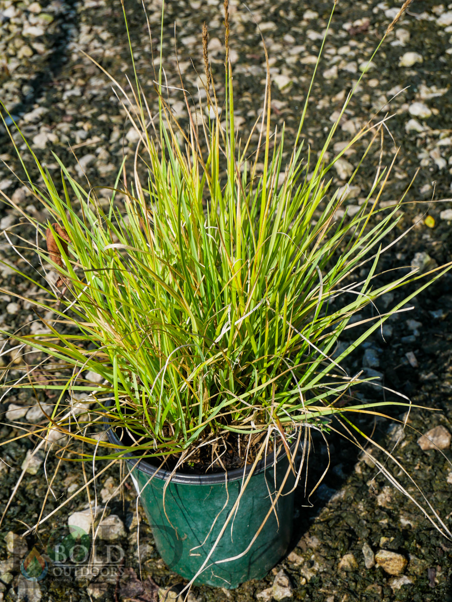 Autumn Moor Grass
