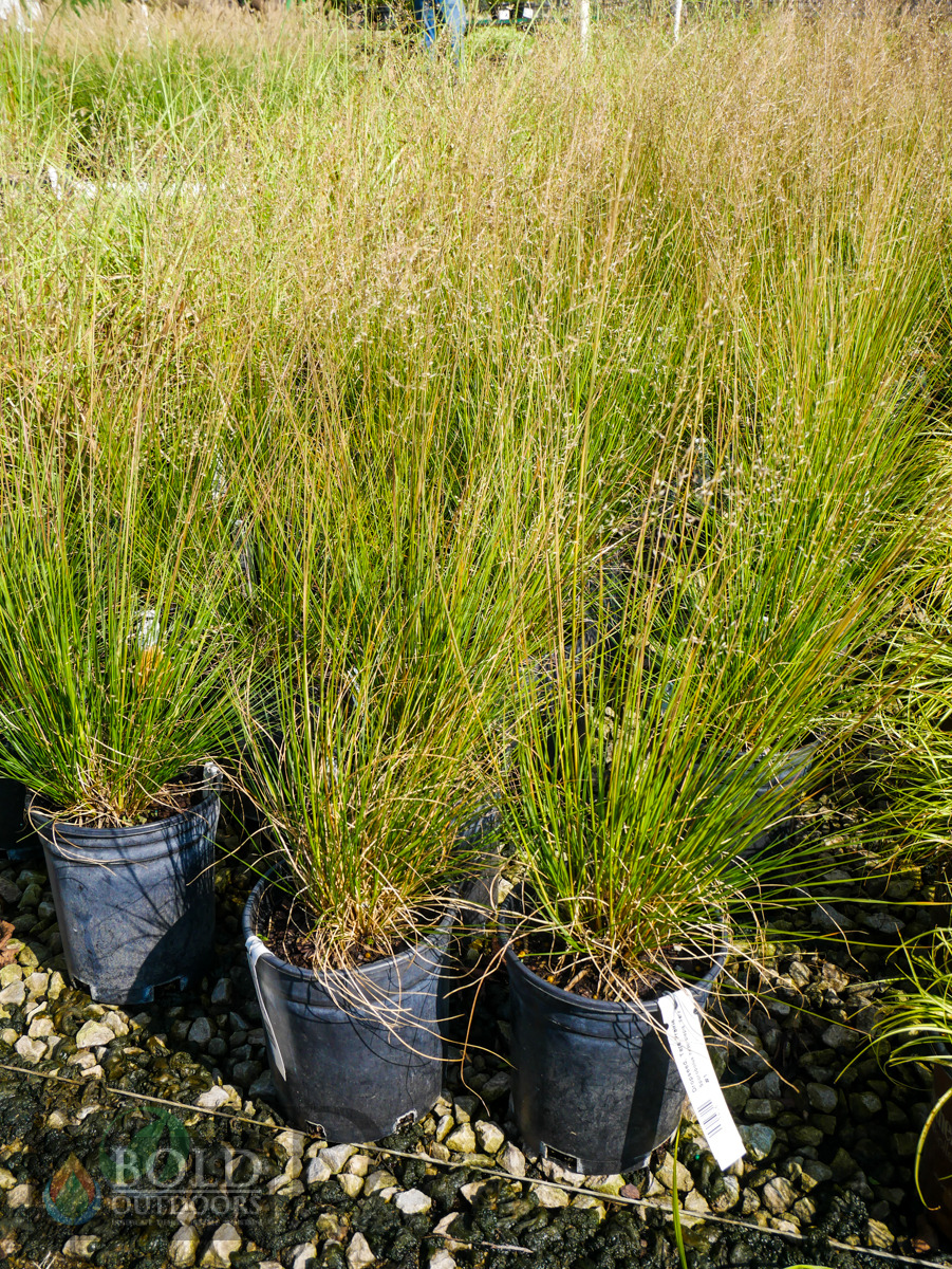 Tara Prairie Dropseed