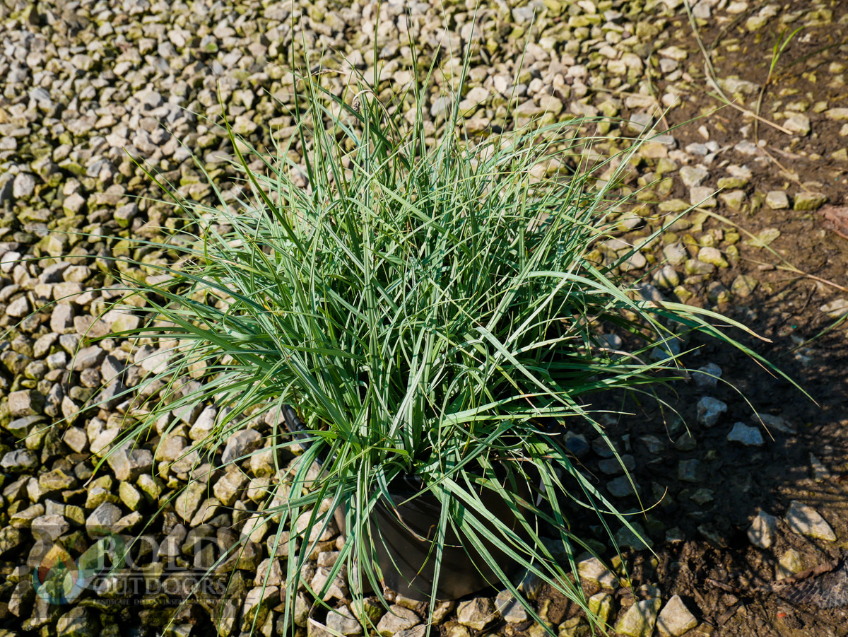 Blue Zinger Sedge