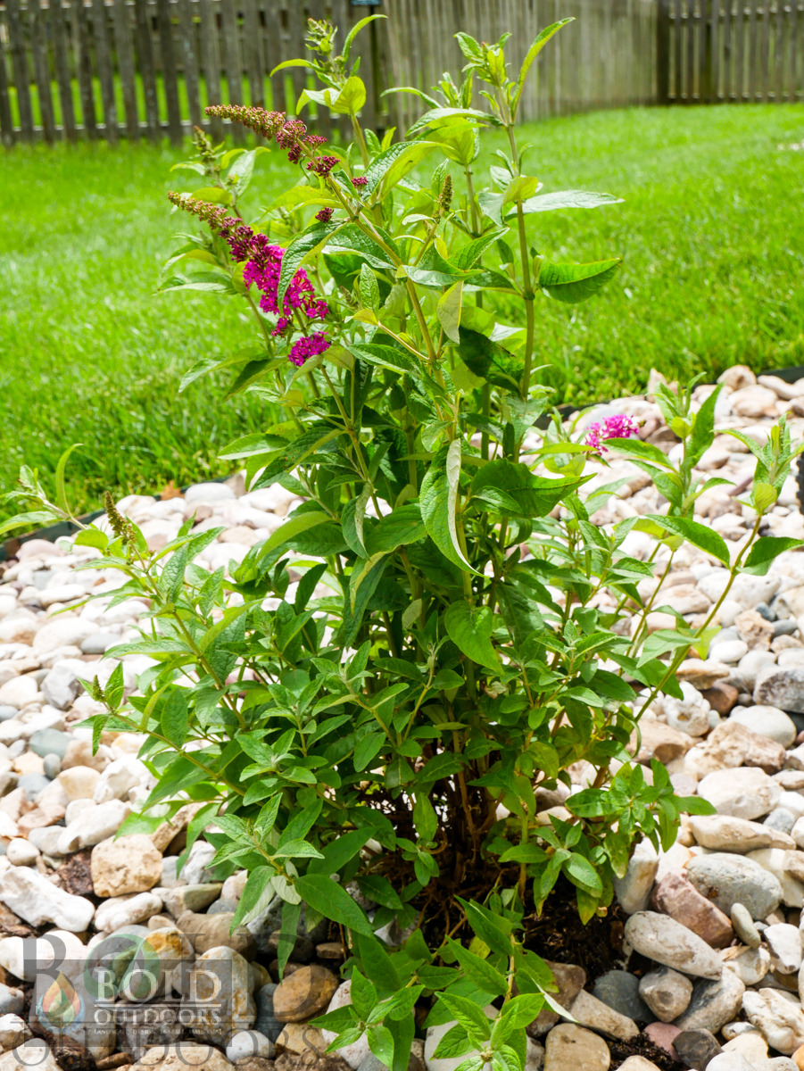 Miss Molly Butterfly Bush