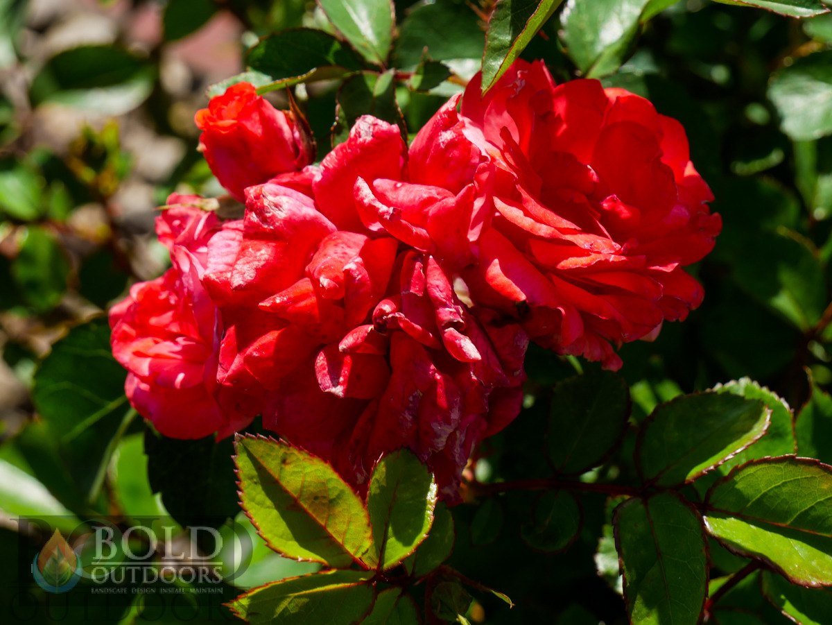 Coral Drift Rose