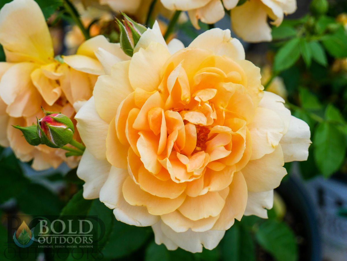 At Last® Rose