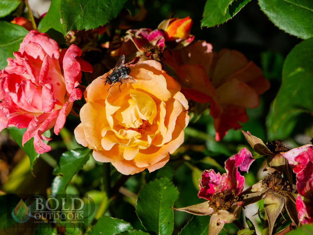 Peach Drift Rose