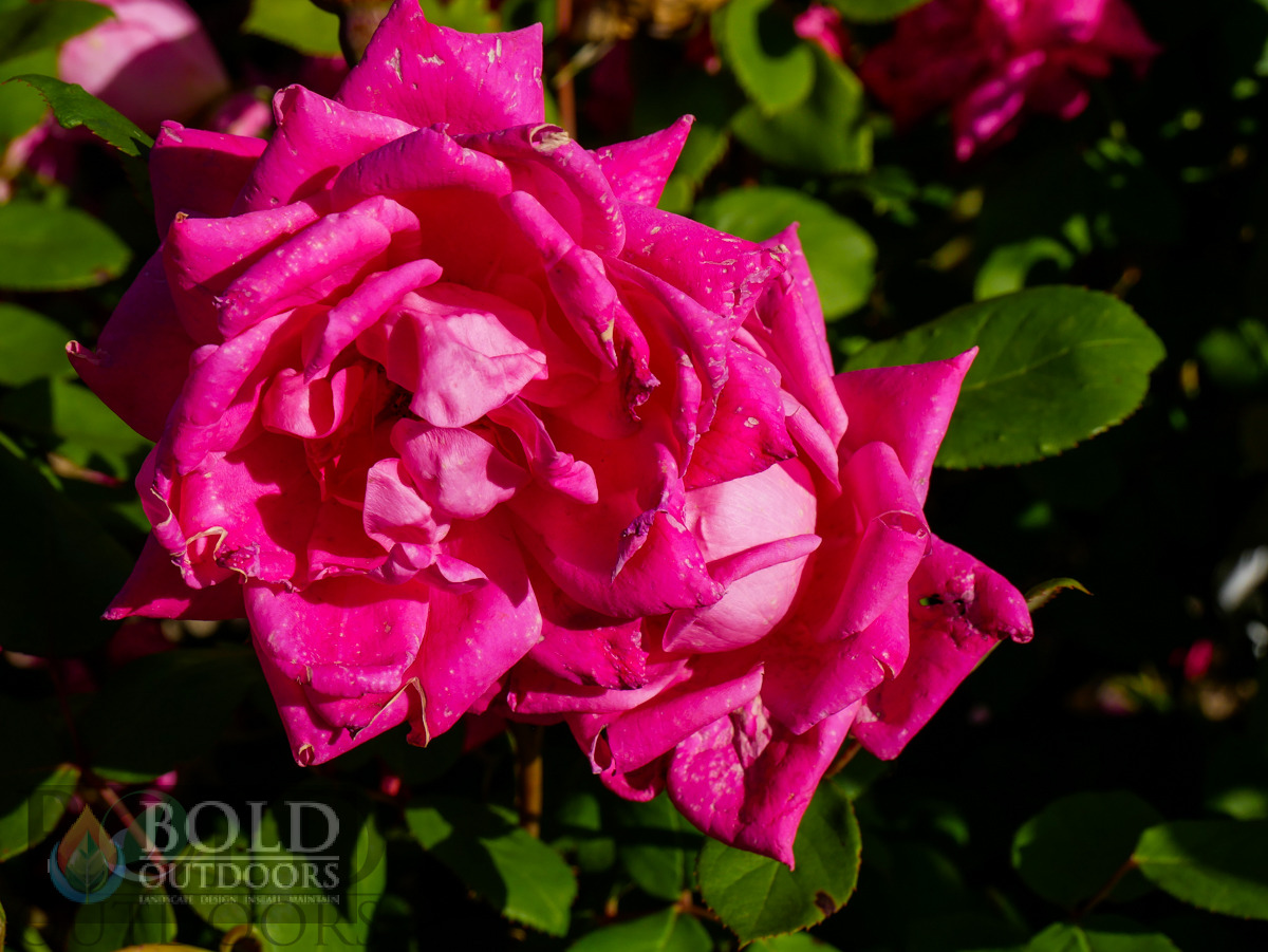 Pink Double Knock Out Rose