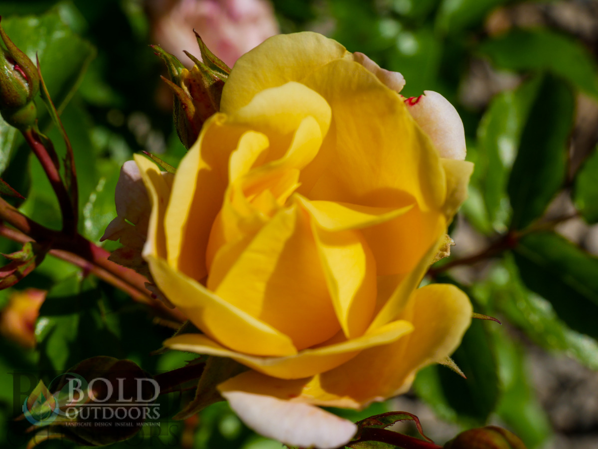 Popcorn Drift Rose