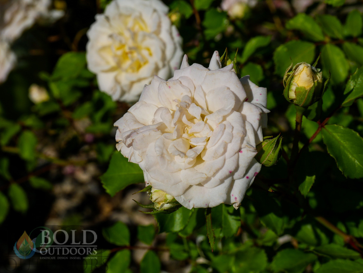 White Drift Rose
