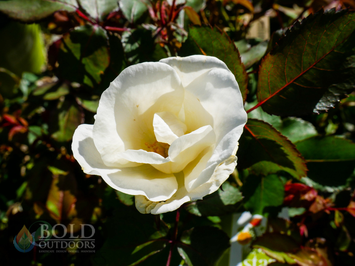 White Knock Out® Rose