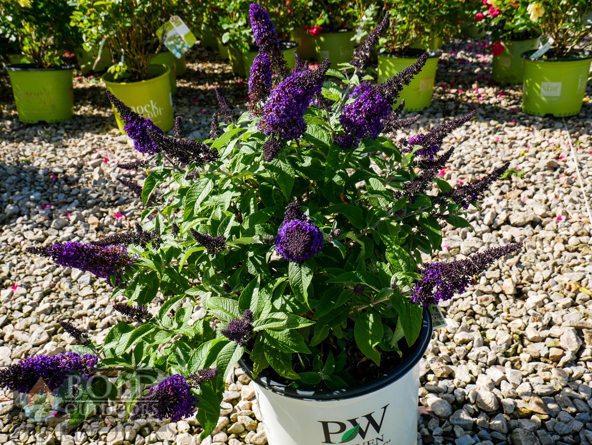 Pugster Blue® Butterfly Bush