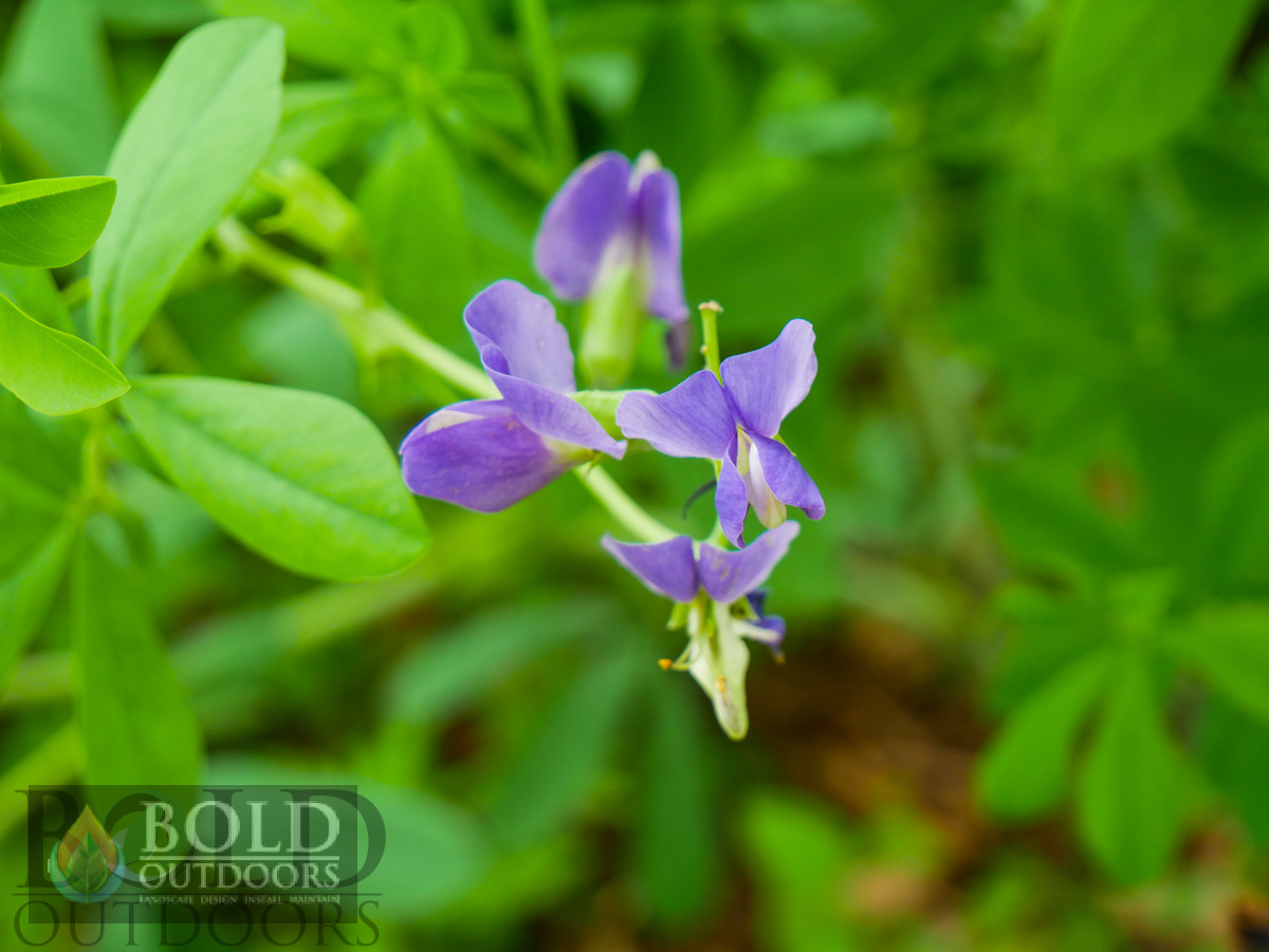 False Indigo