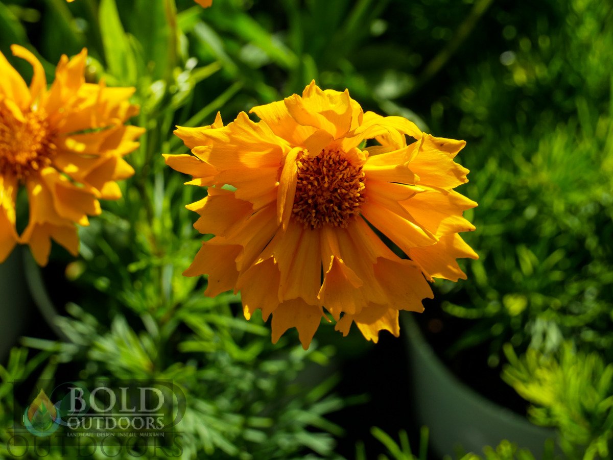 Jethro Tull Coreopsis