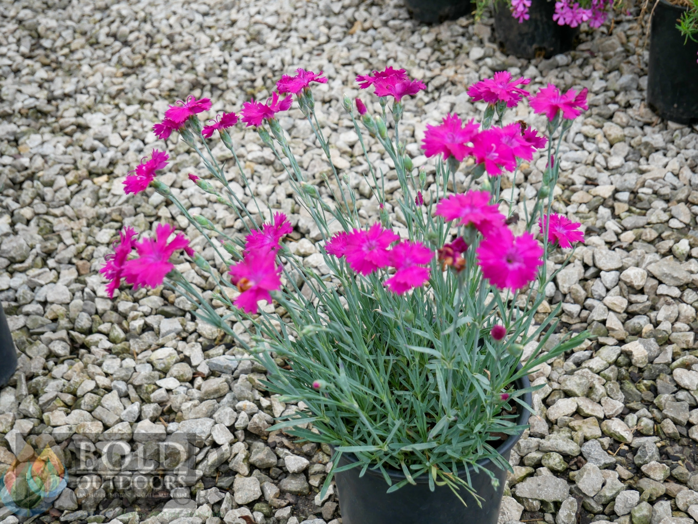 Neon Star Dianthus