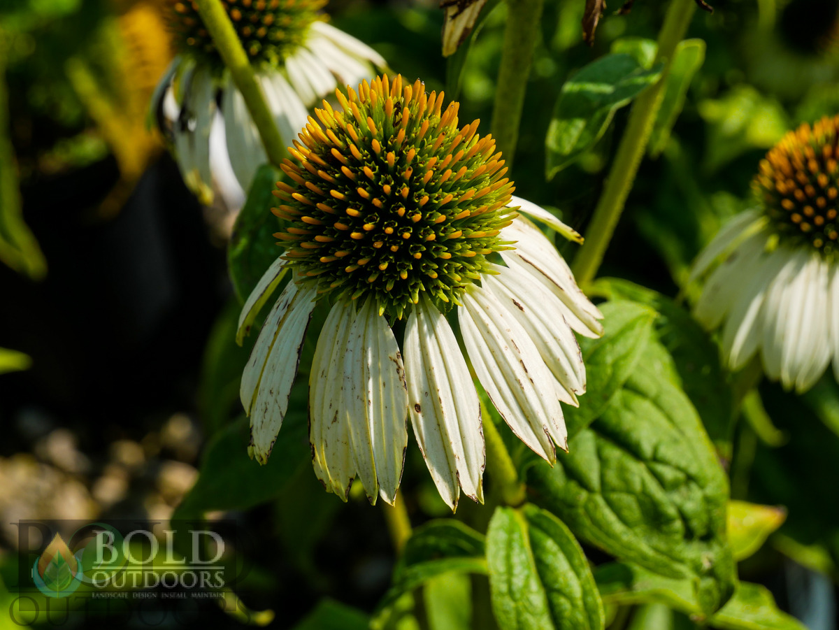 Pow Wow White Coneflower
