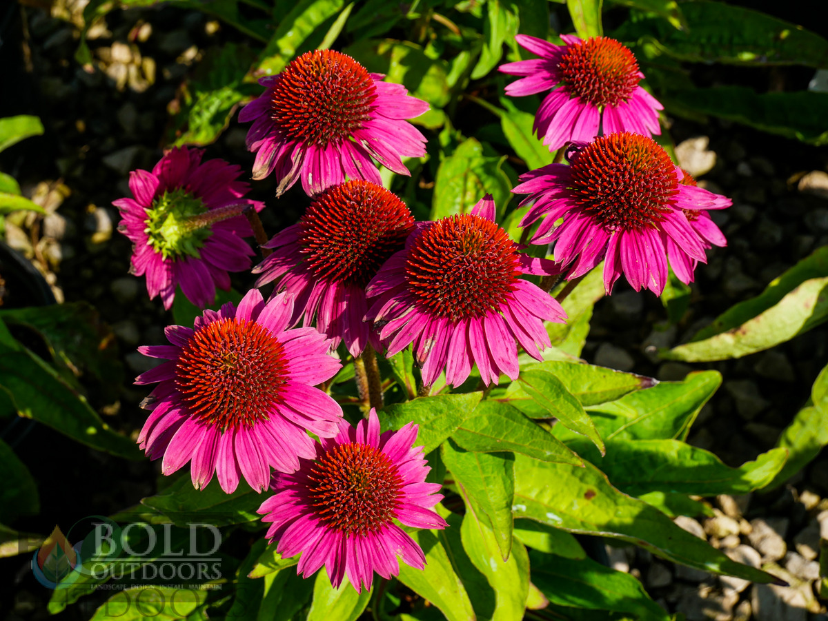 Pow Wow Wild Berry Coneflower