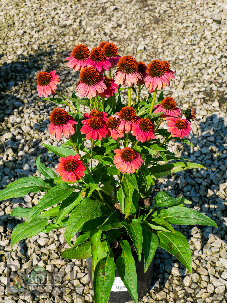 Cheyenne Spirit Coneflower