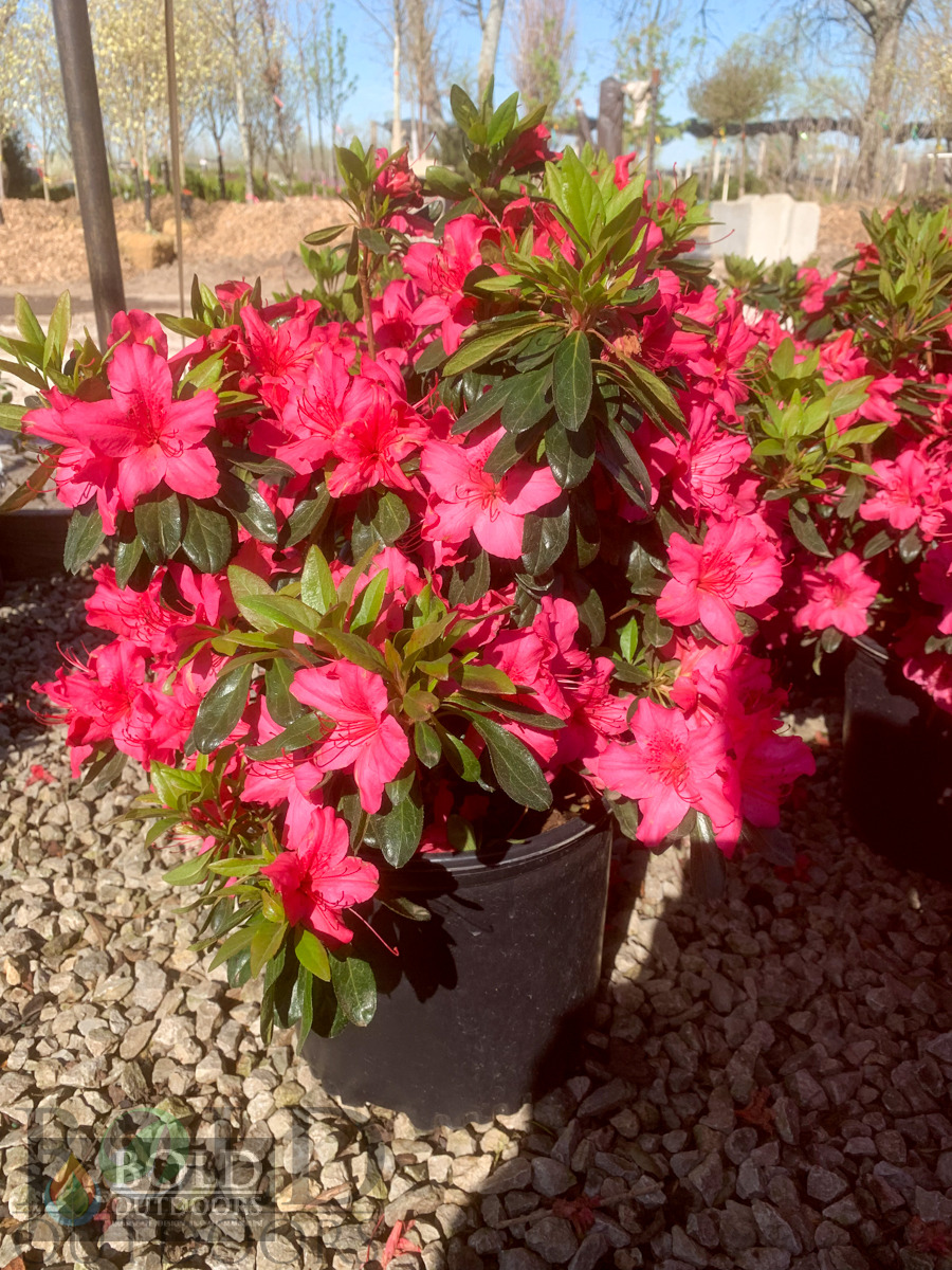 Girard Rose Azalea