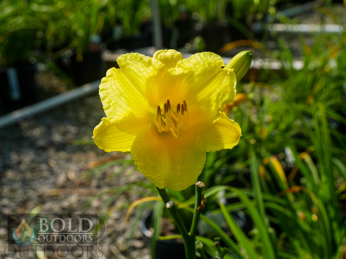 Happy Returns Daylily