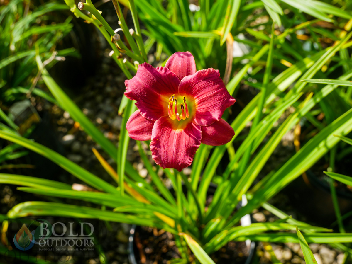 Pardon Me Daylily