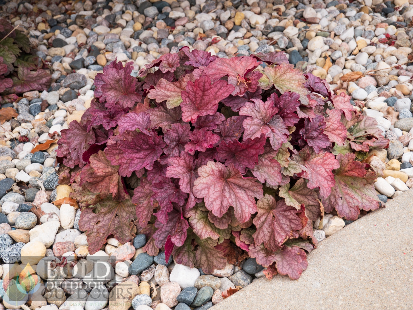 Berry Smoothie Coralbells