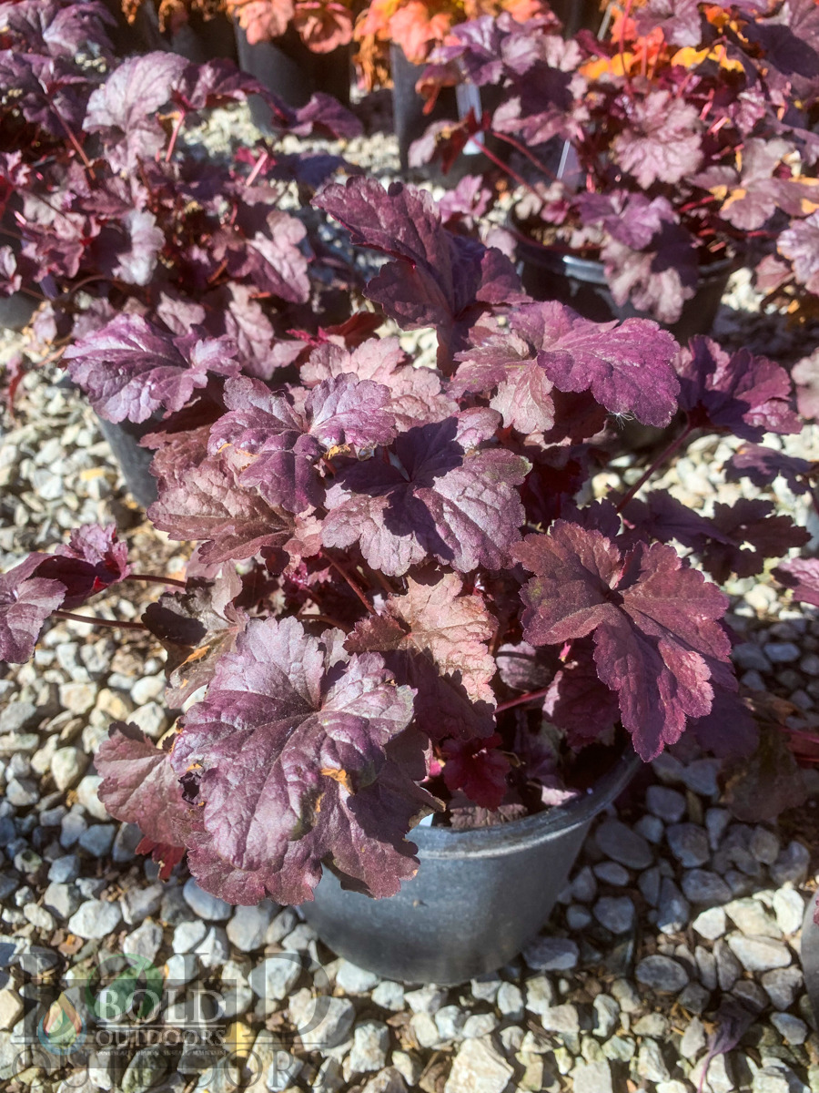 Plum Pudding Coralbells