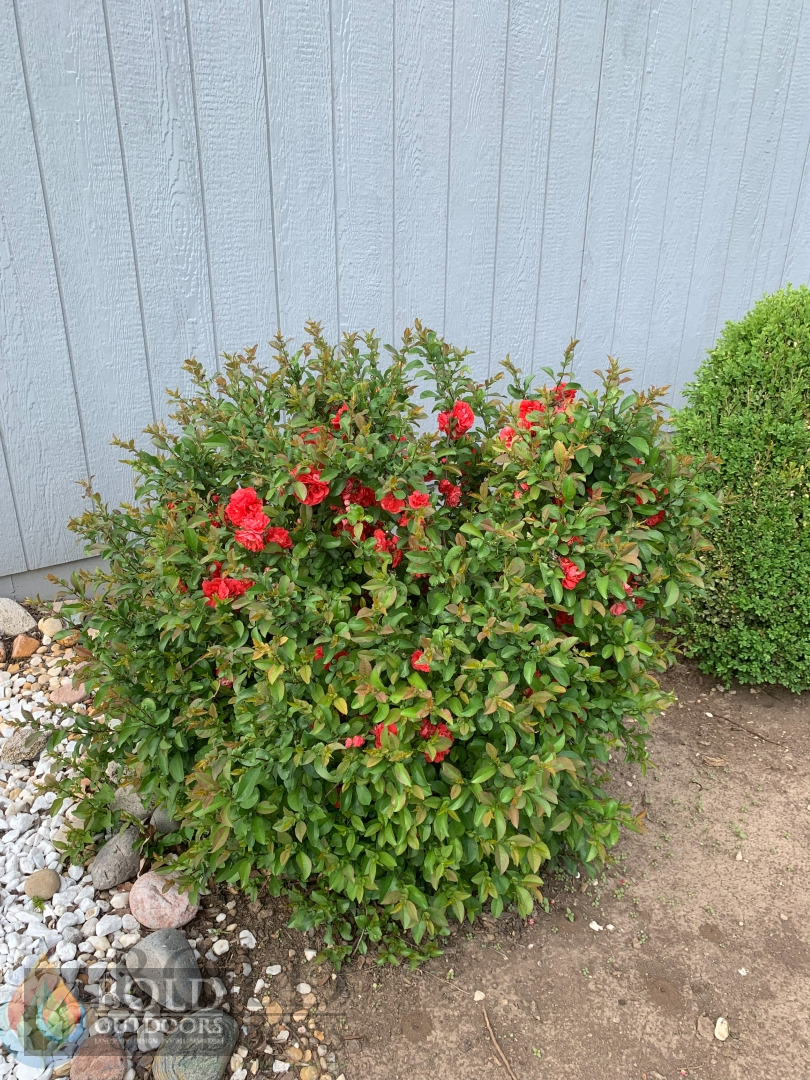 Texas Scarlet Quince