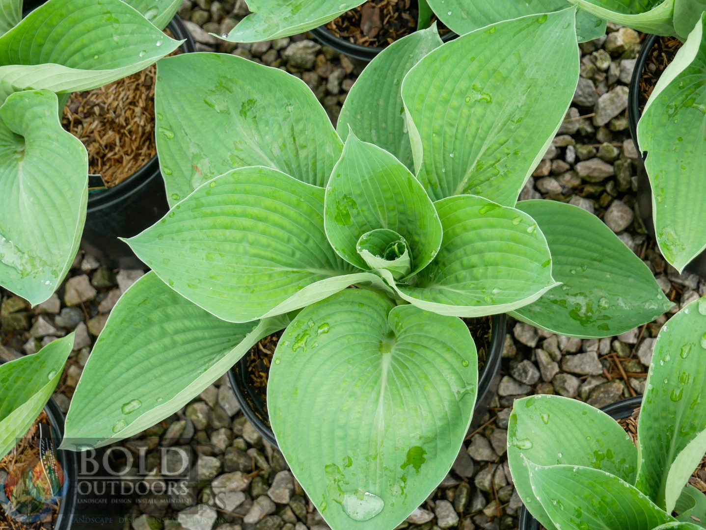 Big Daddy Hosta