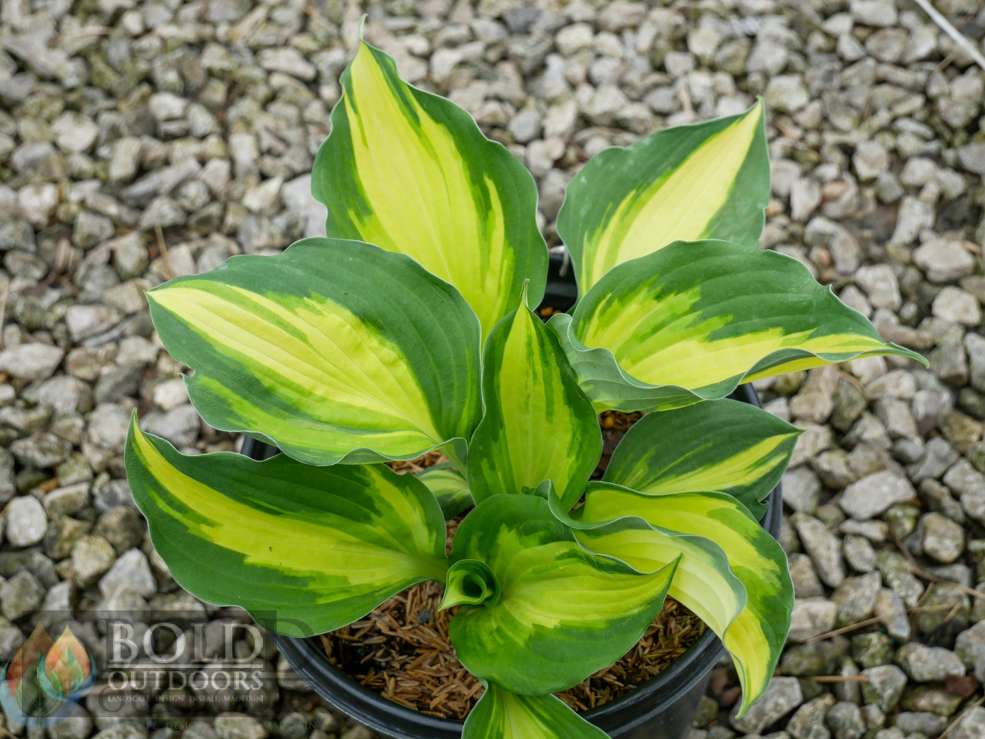 Color Festival Hosta