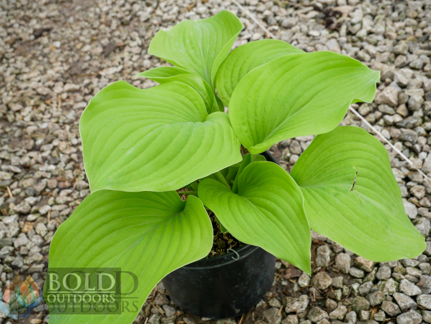 Fried Bananas Hosta