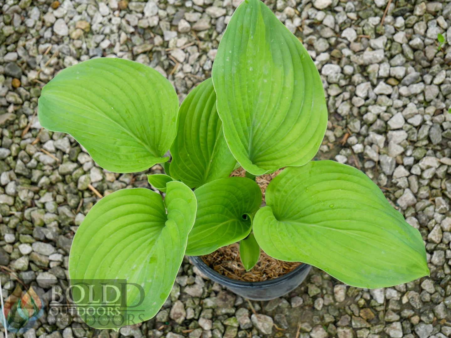 Guacamole Hosta