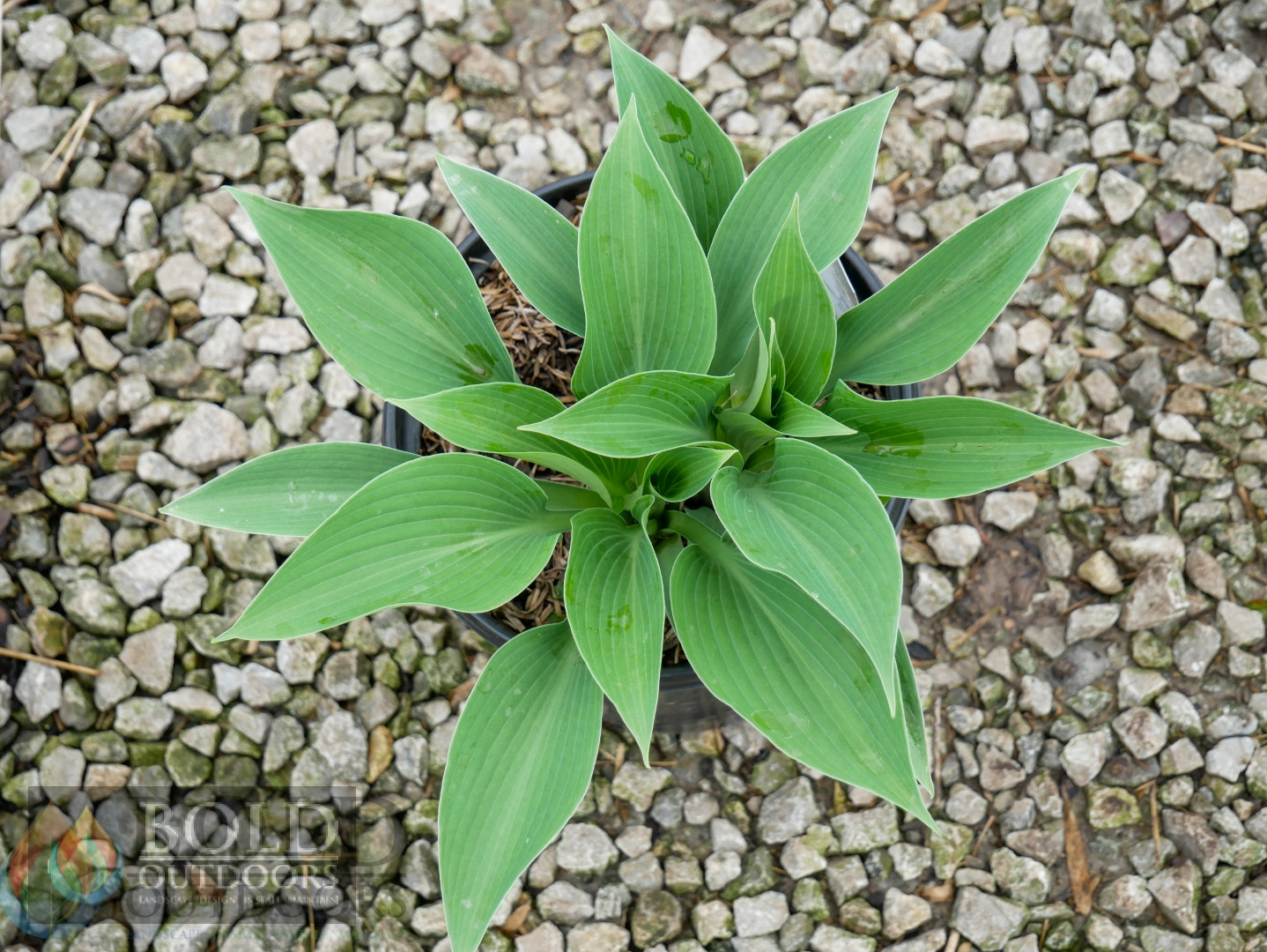 Halcyon Hosta